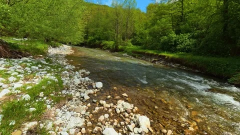 Sunlit stream winds through green forest floor. Gradac River, Serbia Vídeos de archivo 335073449
