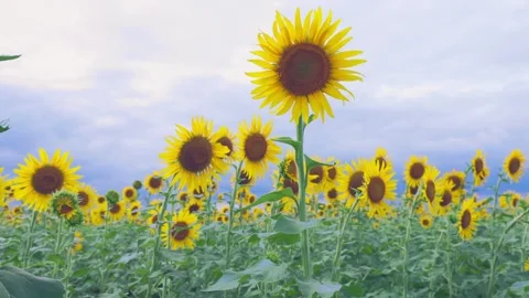 Sunlit Sunflower Field under Blue Sky in Summer, Fukuoka Japan Stock Footage 344967559