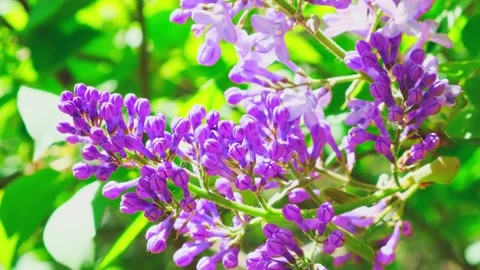  sunlit Syringa flowers of a lilac tree against a background of green foliage on Stock Footage