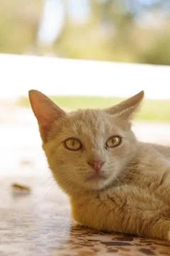 Sunlit tabby cat rests on a marble surface Stock Photos
