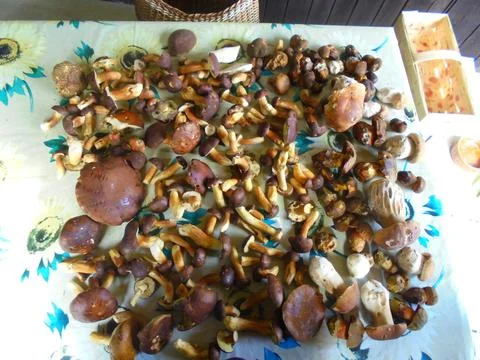 Sunlit table with mixed wild boletes after foraging Stock Photos
