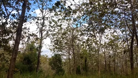 Sunlit Teak Forest Landscape Stock-Footage 338375072