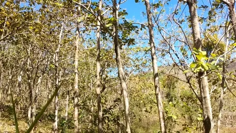Sunlit Thin Forest Landscape 스톡 동영상 340017739