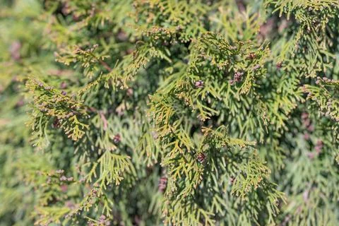Sunlit thuja tree foliage with layered hedge branches and visible small con.. Stock Photos