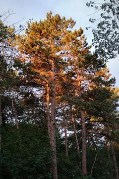 Sunlit top of pine trees Stock Photos