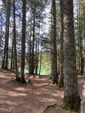 Sunlit Trail Through Towering Pine Forest Stock Photos