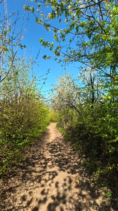 Sunlit trail winds through blooming trees. Ovcar Kablar Gorge, Serbia. Vertical Vidéo 334224153