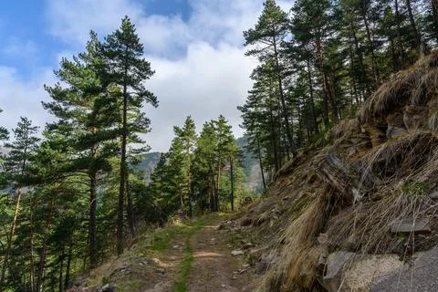 A sunlit trail winds through a pine forest on a mountainside Stock Photos