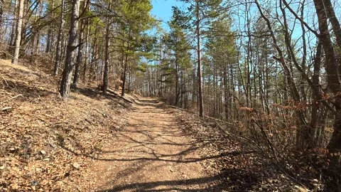 Sunlit trail winds through tall pines. Balkan, Eastern Europe, POV Video stock 331782681