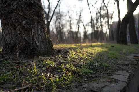 Sunlit Tranquility: Tree Trunk and Grass in Autumn Park Stock Photos