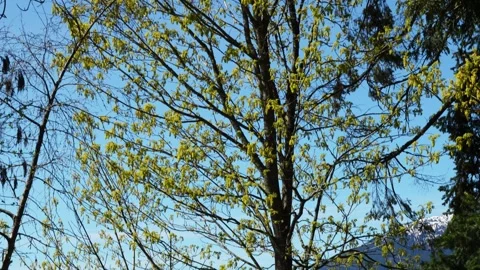 Sunlit Tree Branches Against Clear Blue Sky Stock Footage 274084639