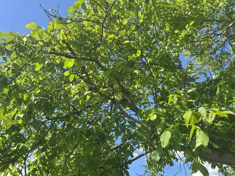 Sunlit Tree Branches and Green Foliage Low Angle View Fotos de archivo