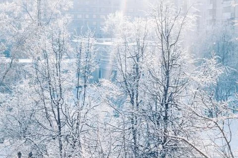 Sunlit tree branches covered with ice and white snow Stock Photos