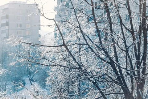 Sunlit tree branches covered with sparkling ice and white snow Stock Photos