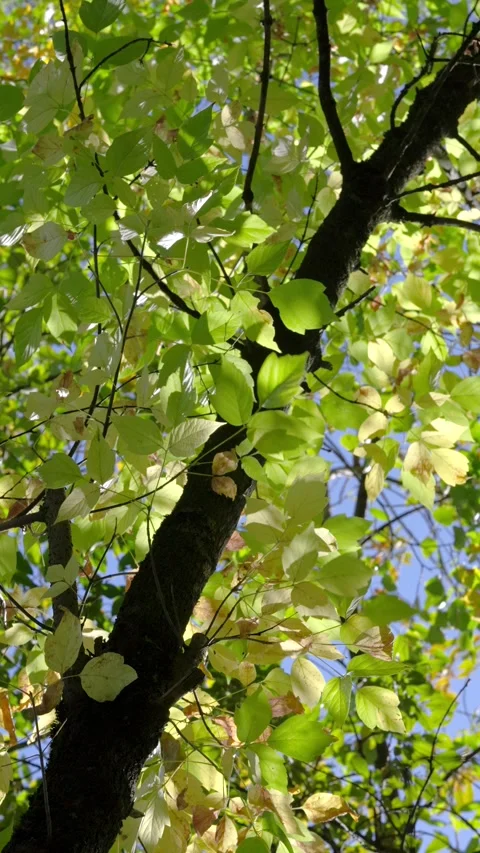 Sunlit tree canopy with dark trunk and translucent green leaves viewed upward th Stock Footage 345677552