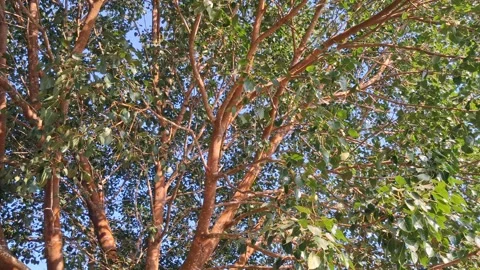 Sunlit Tree Canopy Vídeo Stock 331657944