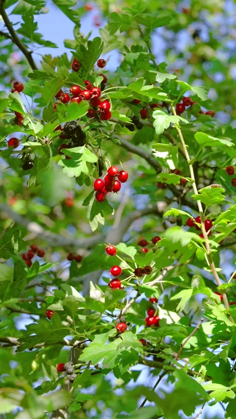 Sunlit tree canopy with glossy red berry clusters and gentle branch sway Stock Footage 345402604