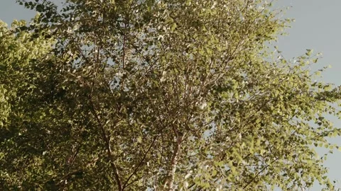 Sunlit Tree Canopy With Golden Leaves Against A Pale Blue Sky Stock Footage 343697710