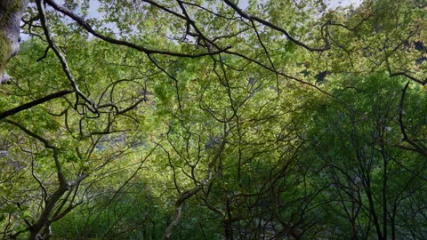 Sunlit Tree Canopy with Intertwined Branches in a Verdant Woodland 動画素材 334122827