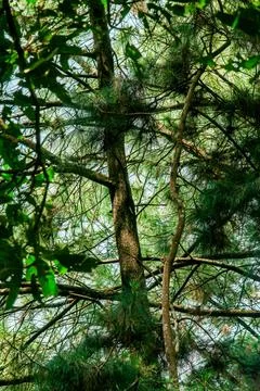 Sunlit Tree Canopy in a Lush Forest Stock Photos