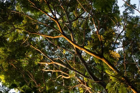 Sunlit tree canopy lush forest nature vibrant environment upward perspective 写真素材