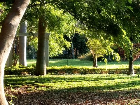 Sunlit Tree Canopy at Park Stock Photos