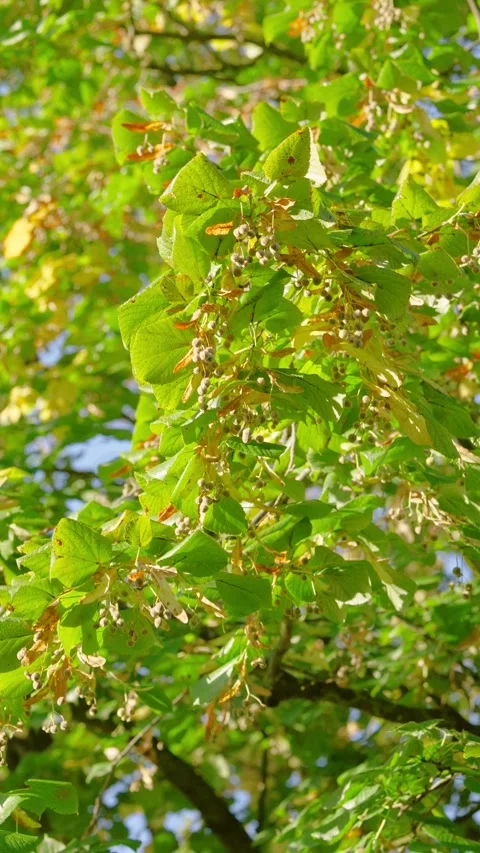 Sunlit tree canopy with seed pod clusters and subtle leaf sway captured from low Stock Footage 345420623