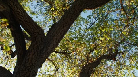 Sunlit Tree Canopy in Solvang: Danish Charm in California 스톡 동영상 332612860