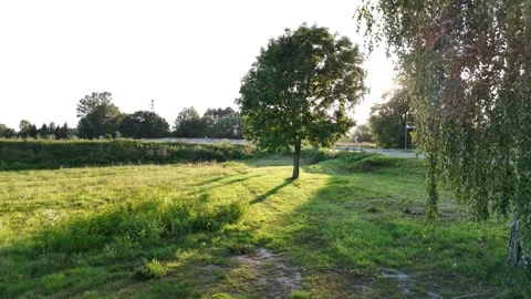 Sunlit Tree Casting Shadows on Grass Video stock 291151569
