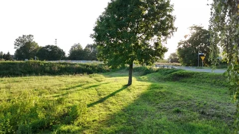 Sunlit Tree Creating Long Shadows on Field Video stock 291150740