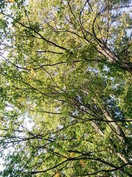 Sunlit tree crowns. 库存照片