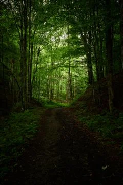 Sunlit tree crowns Stock Photos