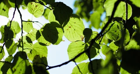 Sunlit tree leaves Stock Footage 318090273