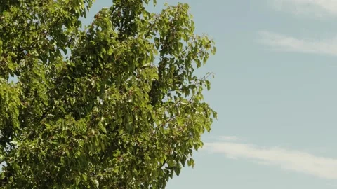 Sunlit Tree Leaves Swaying Gently in Summer Breeze Vidéo 336757020