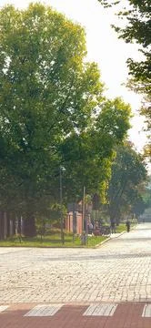Sunlit tree-lined cobblestone street Stock Photos