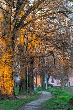 Sunlit Tree-Lined Path Along Riverside Park With Benches And Early Spring G.. Stock Photos