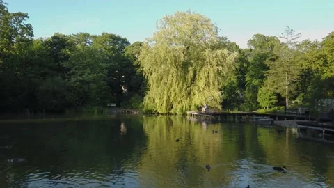 Sunlit tree moving in the wind in park Stadsparken, Lund, Sweden Stock Footage 135798713