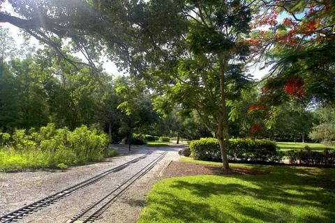 Sunlit Tree in a Peaceful Garden Foto stock