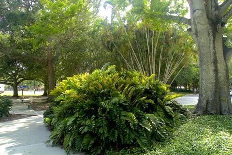 : Sunlit Tree in a Peaceful Garden Foto stock