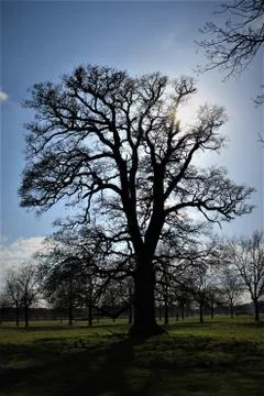 Sunlit Tree Stock Photos