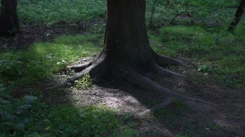 Sunlit Tree Roots Nestled in a Lush Vibrant Forest Full of Life and Natural 스톡 동영상 311892590