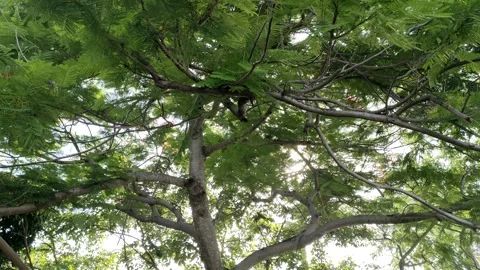 Sunlit tree on a sunny day Stock-Footage 262064542