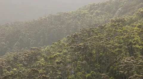 Sunlit tree tops Stock Footage 60000139