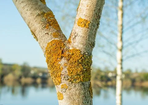 Sunlit tree trunk covered with orange lichen Stock Photos