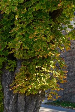Sunlit tree trunk with green and yellow leaves Foto stock