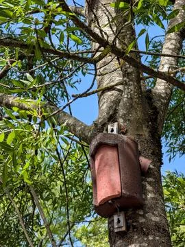 Sunlit tree trunk with mossy branches and pink bird feeder box in courtyard.. Stock Photos