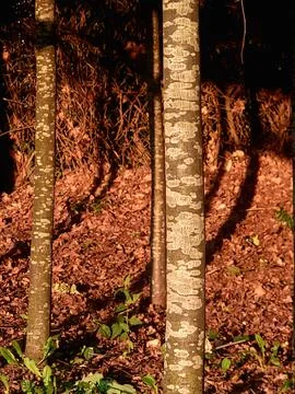 Sunlit tree trunks with patterned bark in autumn forest Stock Photos