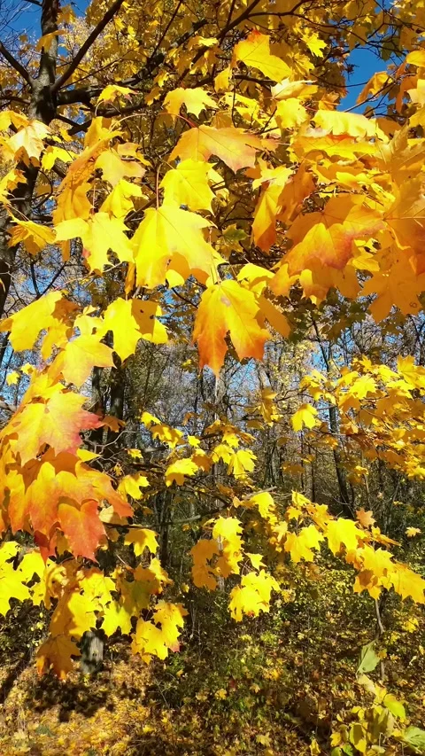 Sunlit Tree with Yellow Maple Leaves in Autumn Stock Footage 254713273