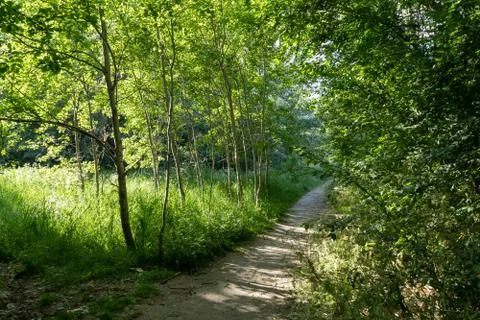 Sunlit trees amongst path with shadows Stock Photos