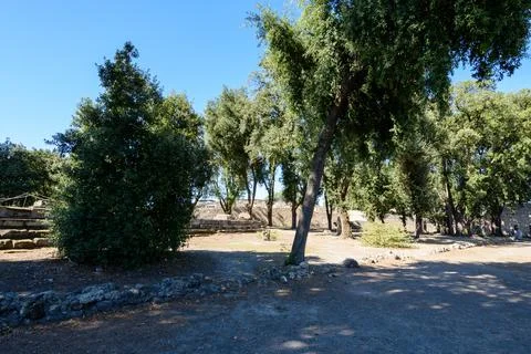 Sunlit trees and ruins in Triangular Forum, Pompeii Fotos Stock